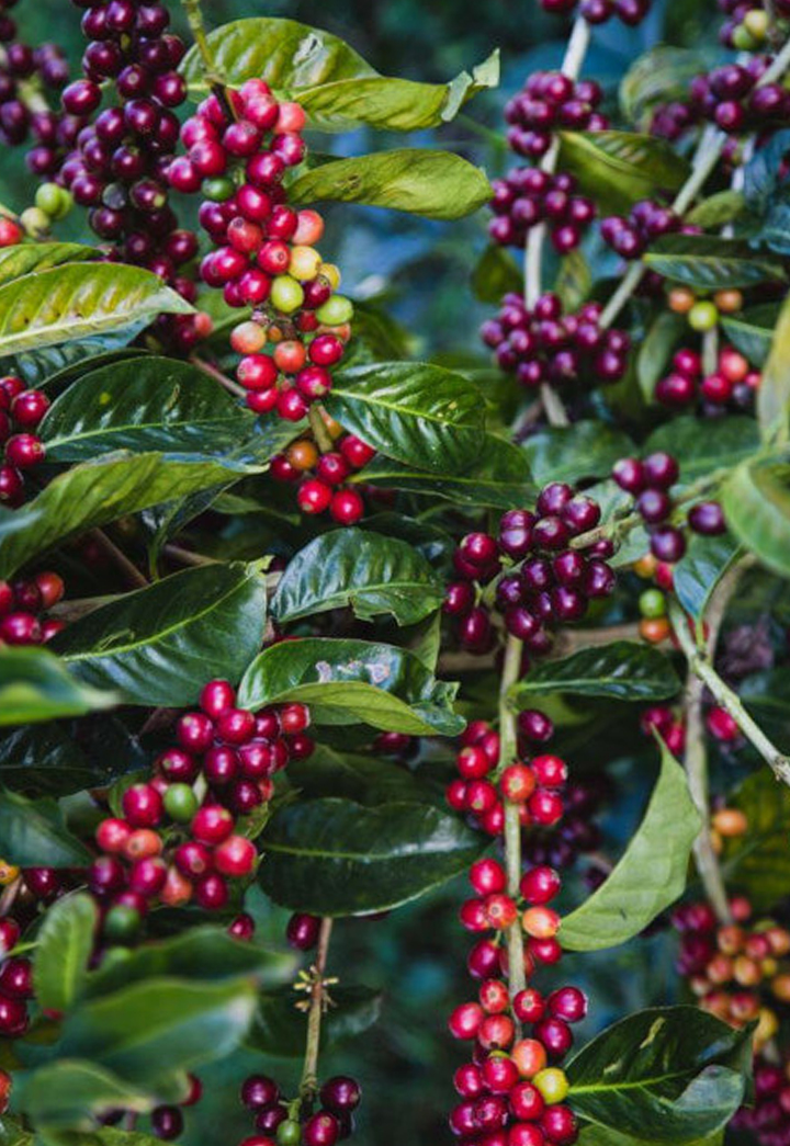 コーヒーチェリーについて - YAMATOYA COFFEE deepresso