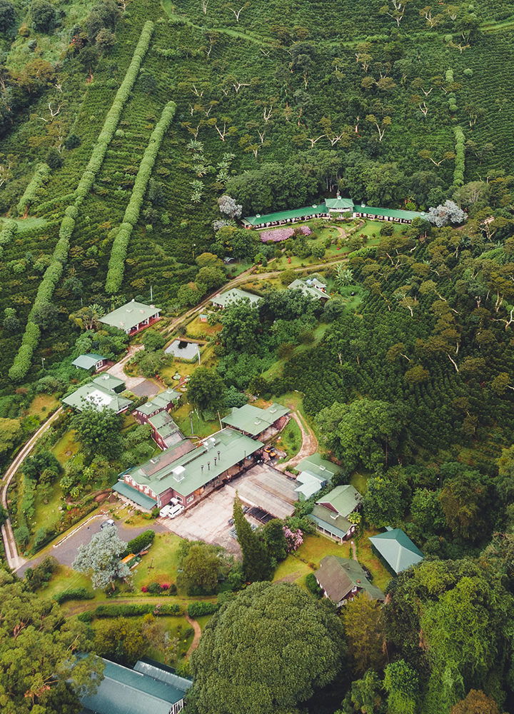 パナマ レリダ農園ゲイシャ90+ ゴールドラベル - YAMATOYA COFFEE